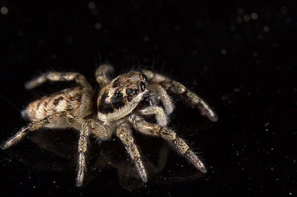 jumping spider